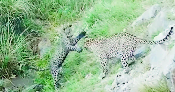 Zəngəzurda bəbirlər çoxalır