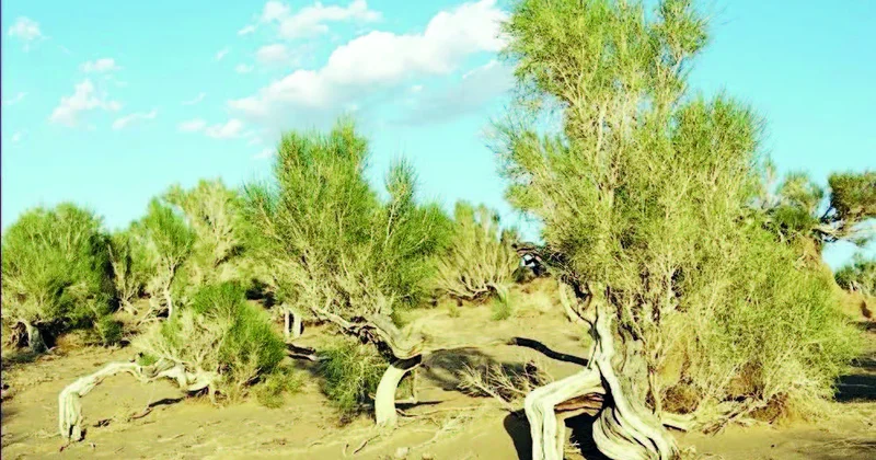 Türkmən səhrasında yaşıl ada