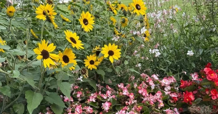 İstirahət gününün havası açıqlandı