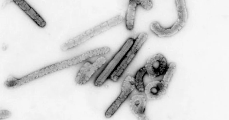 В Эфиопии зарегистрирована первая вспышка марбургской лихорадки