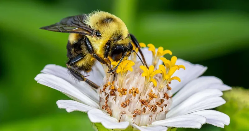 Arılara Morze əlifbası öyrətdilər Dünya elmində mühüm yenilik