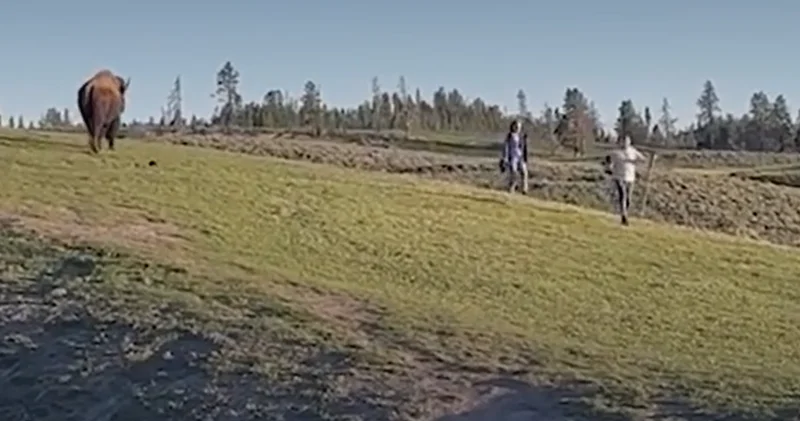 Двое туристов чуть не стали жертвами бизона ВИДЕО