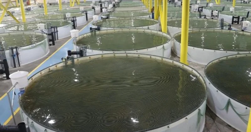 Köhnə təsərrüfatlar dirçələcək?