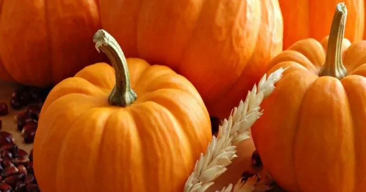 Balqabağı nəcə bişirmək olar? 3 SİRR