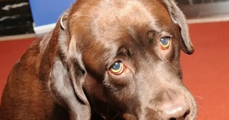 İt sahibini güllələdi Görün necə?