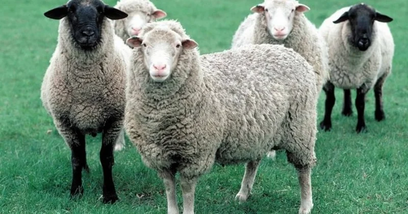 Heyvan bazarları bağlandı, quzu ətinin qiyməti 30 manatı keçdi