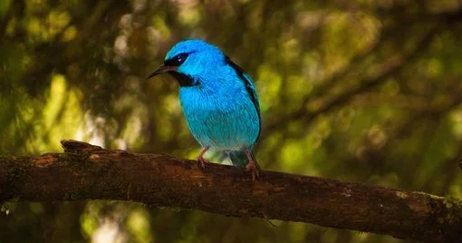 Quşların günəşi mahnılarla qarşılamasının SƏBƏBİ YENİ ARAŞDIRMA