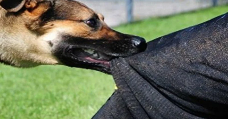 Sahibsiz itlər Şəki sakinlərinə xəsarət yetirib