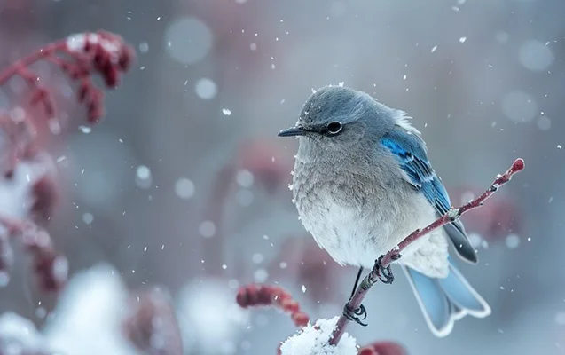 Qar, külək, 15° şaxta... Sabahın havası