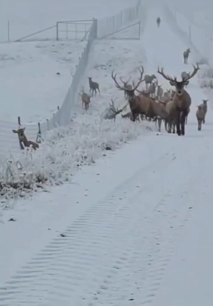 Олени в заснеженном Зангилане ВИДЕО