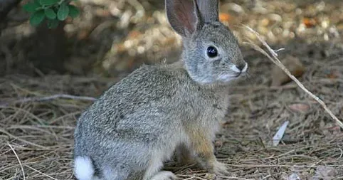 Dovşan əti dietik məhsuldur Ekspertdən maraqlı AÇIQLAMA