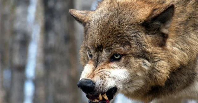 Kürdəmirdə canavarların təsərrüfatlara hücum SƏBƏBİ