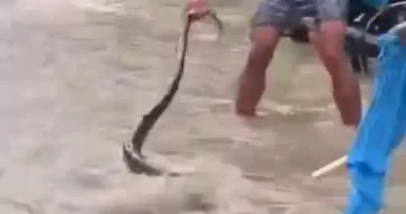 Filippində 5 metrlik piton belə xilas edildi VİDEO