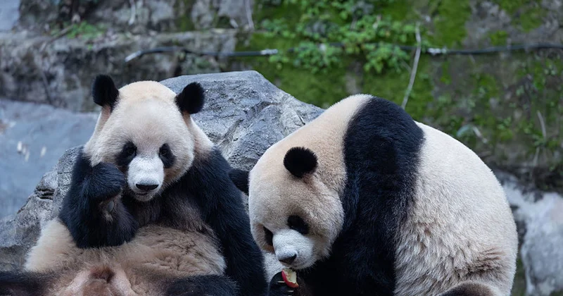 Yaponiya 1973 cü ildən sonra ilk dəfə zooparklarında panda saxlamayacaq