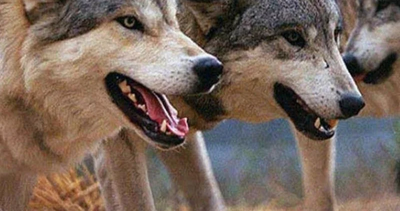 Cəlilabad sakinləri təşvişdə: canavarlar kəndlərə hücum etdi