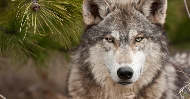 Kürdəmirdə canavarlar təsərrüfata hücum etdi 10 qoyun tələf oldu FOTO