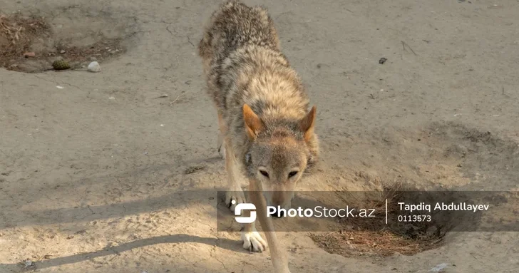 Жители двух сел Джалилабада обеспокоены участившимися нападениями волков