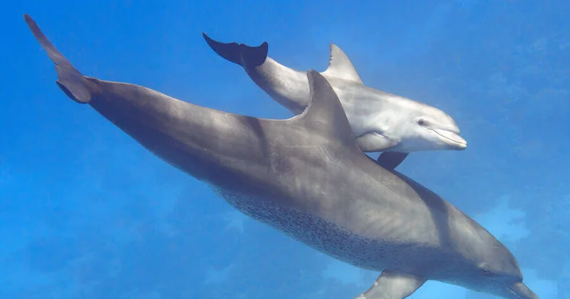 Ученые открыли удивительный симбиоз дельфинов с касатками ВИДЕО