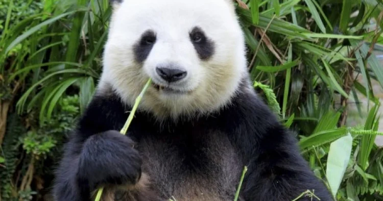 Yaponiya 54 ildən sonra ilk dəfə pandasız qalacaq