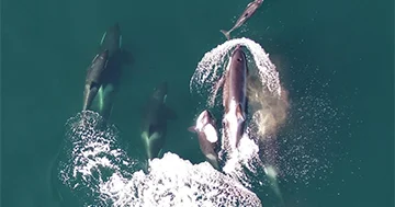 Delfin və qatil balinalar arasında əlamətdar bir simbioz aşkar ediblər...