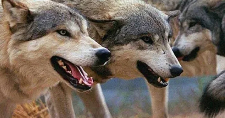 Kürdəmirdə canavarlar sürü halında gəzir 10 baş qoyun tələf oldu VİDEO