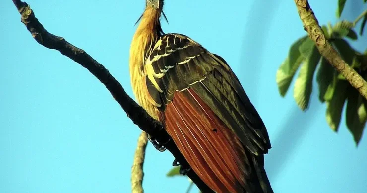 Ən qoxulu quş nəyə bənzəyir və hansı unikal xüsusiyyəti alimləri çaşdırır?