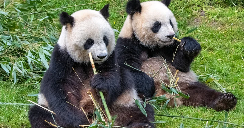 Yaponiya pandasız qala bilər...