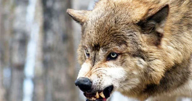 Bu kəndlərə günlərdir canavarlar hücum edir Sakinlər təhlükədə