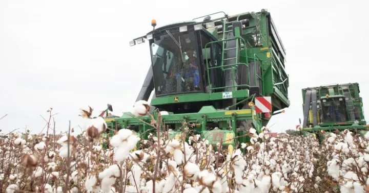 Azərbaycanda pambıq yığımı yekunlaşır 356 min tona yaxın xam pambıq yığılıb