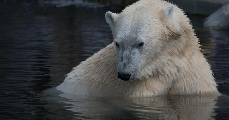Bir kilometrdən qoxunu hiss edir və bir dəfəyə 45 kq yağ yeyir Ən böyük quru yırtıcısı