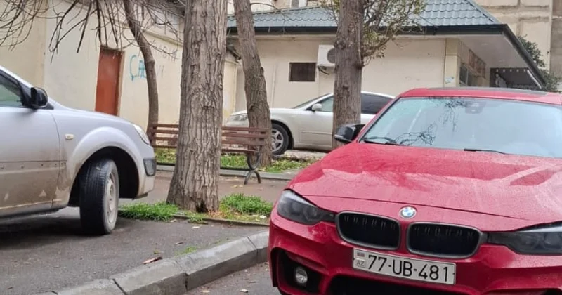 Рубить нельзя оставить Про опасные деревья в Баку; фото; видео