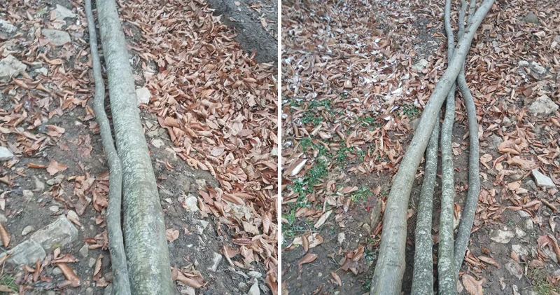 İsmayıllı meşələrində ağac kəsintisi ilə bağlı yeni görüntülər Araşdırmalar davam edir