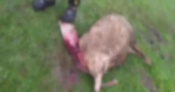 Cəlilabadın iki kəndində canavarlar hücüm etdi, qoyunlar tələf oldu