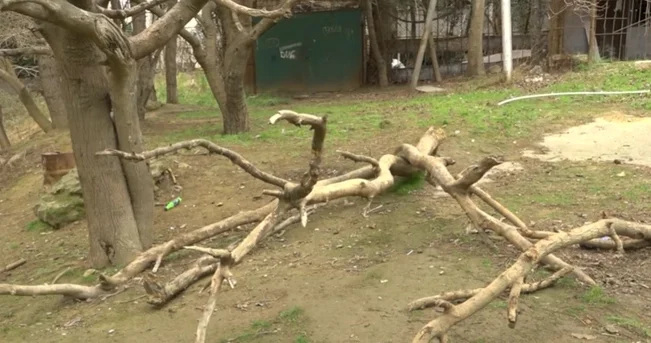 Yəqin ki, yerində nəsə tikəcəklər Binəqədidə ağaclar niyə qurudulub?