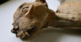 Səhrada nadir mumiyalanmış çita qalıqları tapılıb FOTO