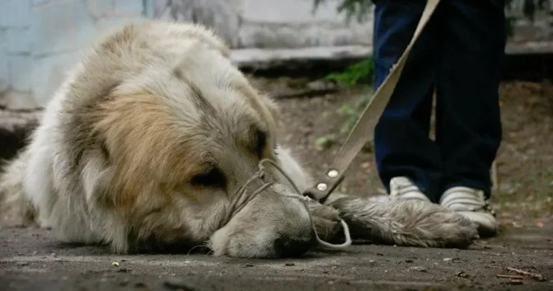 Власти Эстонии намерены ужесточить наказание за жестокое обращение с животными