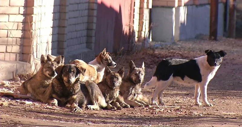 Депутат пожаловался на бездомных собак Minval Politika