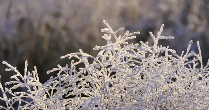 20 dərəcə şaxta, yağış... SABAHIN HAVASI