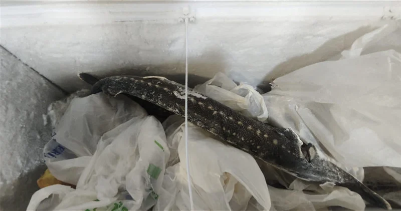 Рыба без документов и продукты на полу: В Баку закрыли рыбный ресторан ФОТО