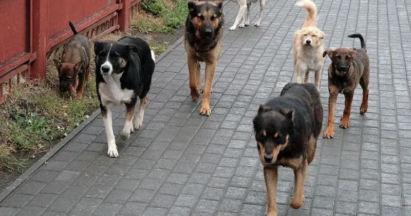 Deputat sahibsiz itlər problemindən danışdı