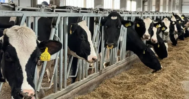 BƏƏ və Hindistana ət ixrac olunacaq