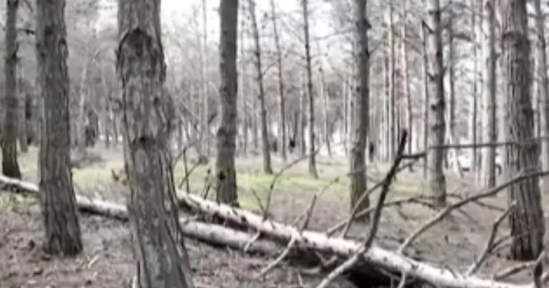 Biləcəridə meşə məhv olur, 8 aydır tədbir görən yoxdur... Video