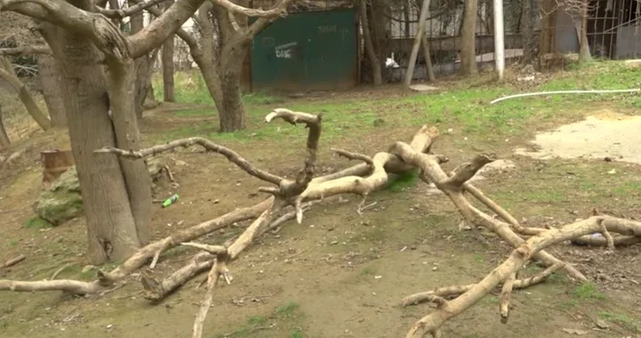 Огороженная территория и засохшие деревья: жители 9 го микрорайона Баку бьют тревогу