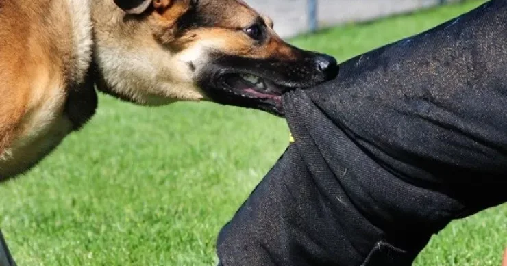 Bakının bu rayonunda bir ayda 65 nəfəri it dişləyib Deputat