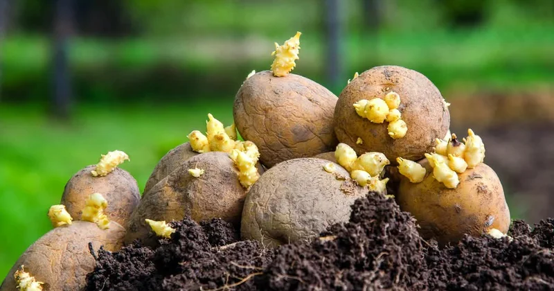 Bazarlarda heyvan yemi olan kartof insanlara satlır?