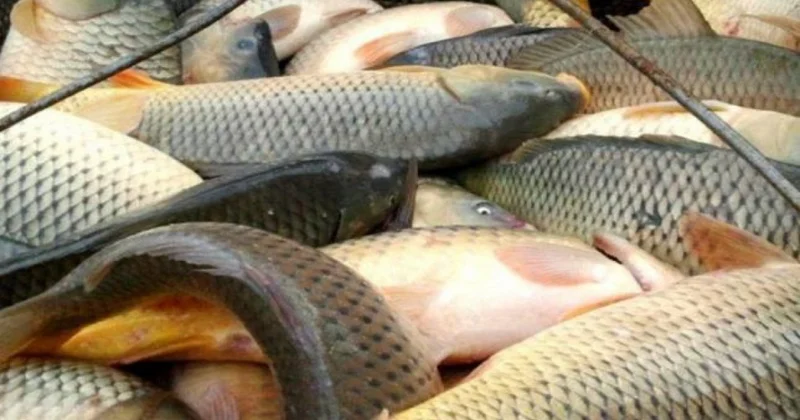 Balıq ovu üçün kvota təsdiqlənib