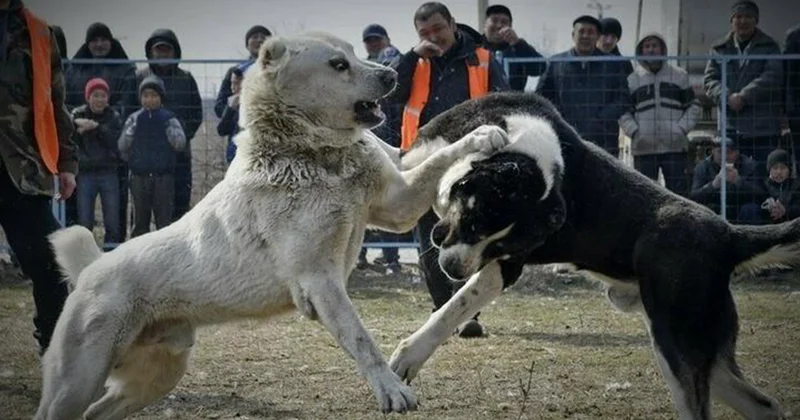 Tanışını iti döyüşdə uduzduğu üçün güllələyib Yevlaxdakı insidentin təfərrüatı