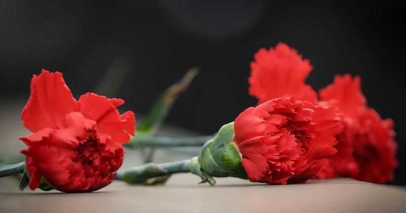 Bütün SSRİ ni gülə qərq edən Maştağadan Efiopiya qərənfilinə: Niyə əkilmir?