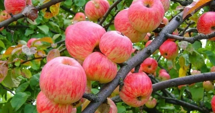 Экспорт яблок из Узбекистана превысил 25 тыс. тонн