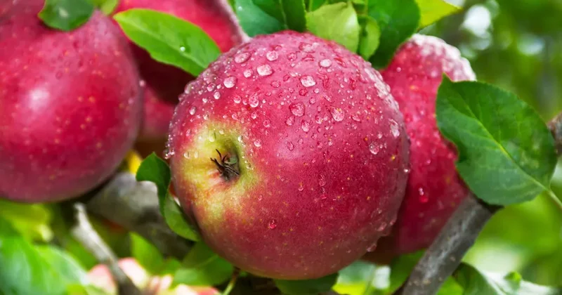 Узбекистан вдвое увеличил поставки яблок в Россию